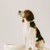 Robert Gordon Pet Bowls-Venue Large Dog Bowl / Dog Station